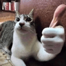 catthumbbsup