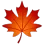 MapleLeaf
