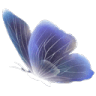 purplebutterfly