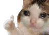 488481catthumbsupsad