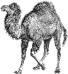 perl
