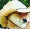 Tarnation