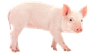 pig1