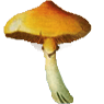 shroom