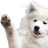 UlaChico