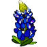 Bluebonnet
