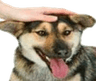 dogpat