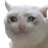 sadcat