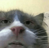 catter
