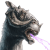 tauntaun