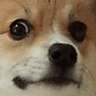 cuteassdog