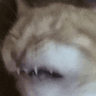 catOOF