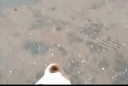 ripdoggo
