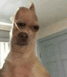 baguette_dog