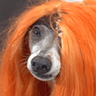 FTGPdognocluewhatthisis