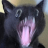 FTGPcatscared