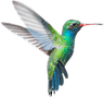 hummingbird1