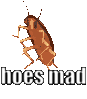 hoesmadroach