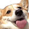 wubu