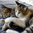 FTGPcatlove