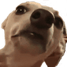FTGPdogscared