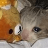 FTGPcatwantslove