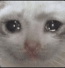 Sadcat