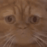 catStare