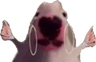 bitchwut