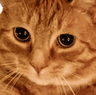 FTGPcatsadboi