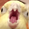 birbscrem