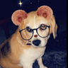 puppo