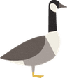 canada_goose