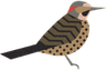 northern_flicker