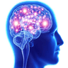 Brain