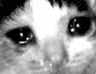 SadCat