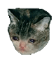 CatBeSad