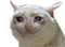 kat