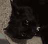 clyde_yawn