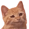 smugCat