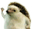 Hedgehog_gotchu