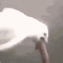 c_deepBird