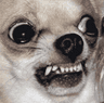 DogsOfDiscord_3_terrifying