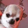 DogsOfDiscord_2_Forehead