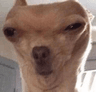 DogsOfDiscord_2_what