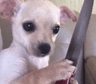 DogsOfDiscord_2_murder