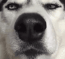 DogsOfDiscord_2_Wtf