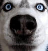 DogsOfDiscord_2_INTENSE