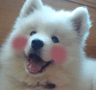 DogsOfDiscord_3_Blushing