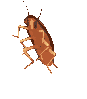 PI_RoachDance